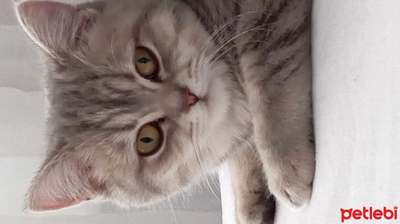 British Shorthair, Kedi  Mia fotoğrafı