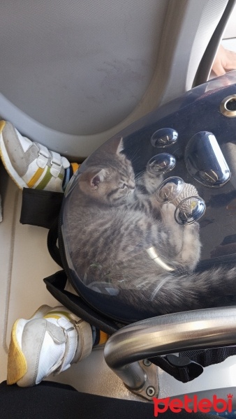 British Shorthair, Kedi  Mia fotoğrafı