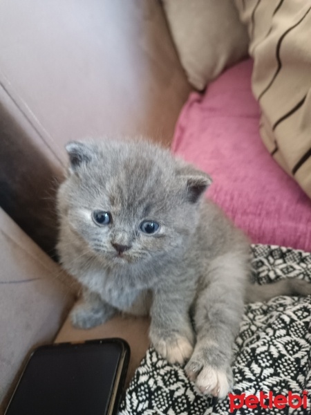 British Shorthair, Kedi  Duman fotoğrafı