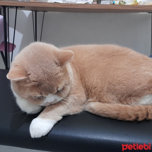 British Shorthair, Kedi  Ice fotoğrafı