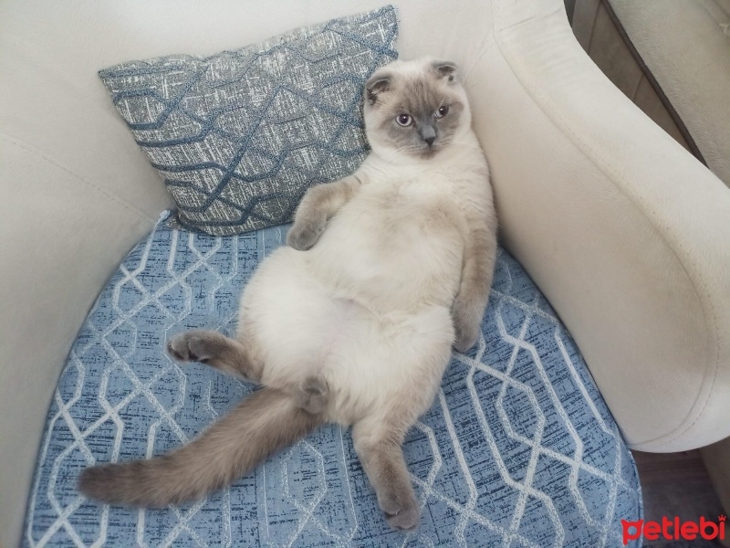 British Shorthair, Kedi  Duman fotoğrafı