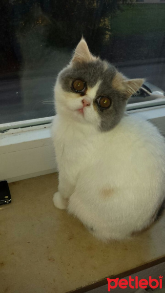 Exotic Shorthair, Kedi  Pati fotoğrafı
