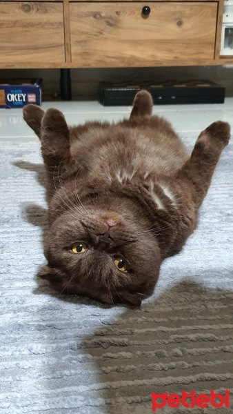 Scottish Fold, Kedi  BAMBAM fotoğrafı