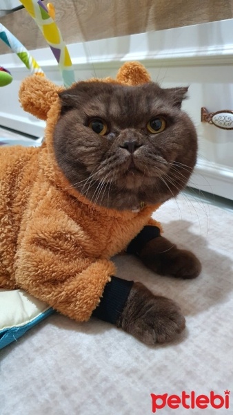 Scottish Fold, Kedi  BAMBAM fotoğrafı