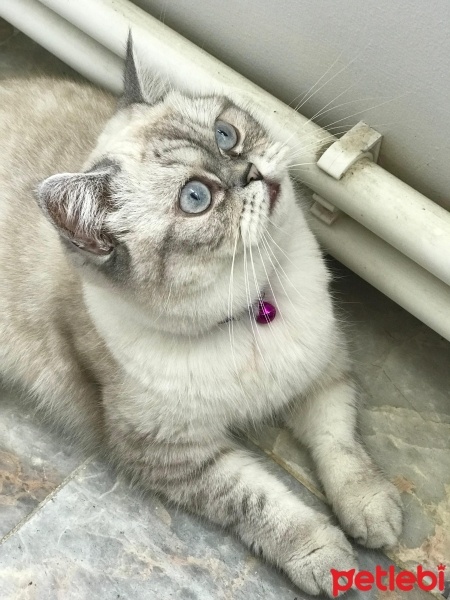 British Shorthair, Kedi  Leyla fotoğrafı