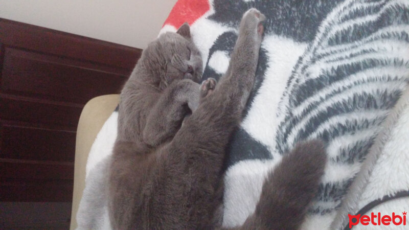 Scottish Fold, Kedi  Sherlock fotoğrafı