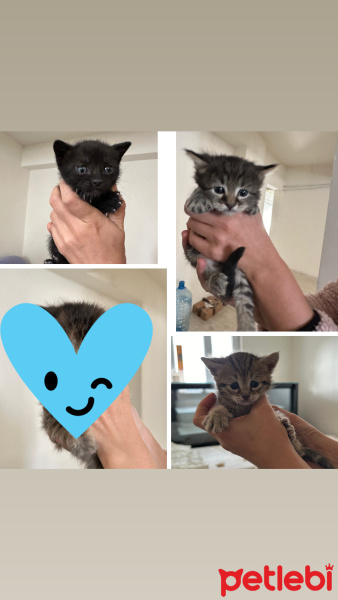 Tekir Kedi, Kedi  Tekirim fotoğrafı