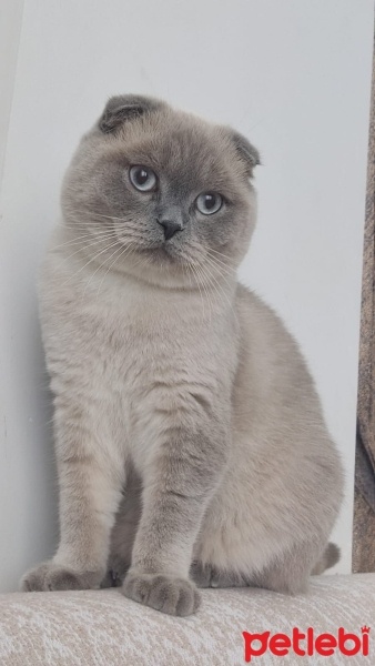Scottish Fold, Kedi  Behsat fotoğrafı
