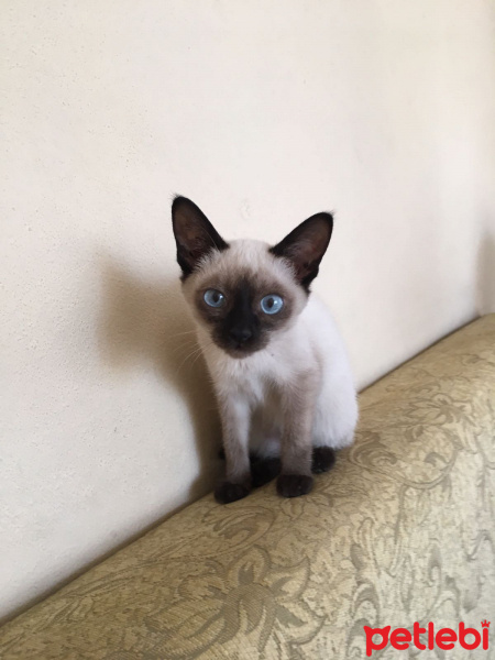 Siyam Kedisi, Kedi  Yavru siyam fotoğrafı
