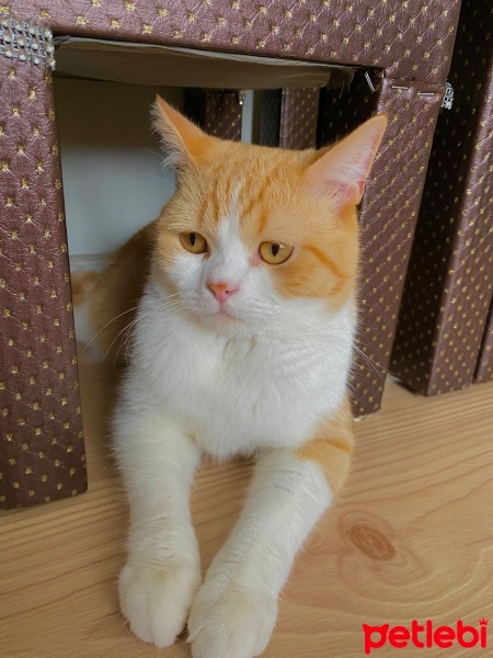 Brazilian Shorthair, Kedi  Badem fotoğrafı