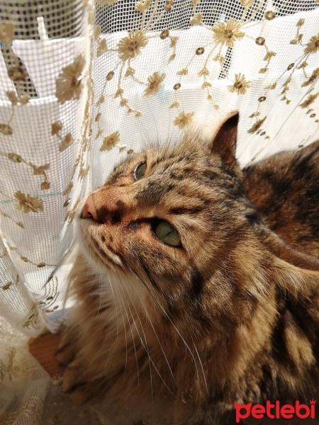 Tekir Kedi, Kedi  Miu fotoğrafı