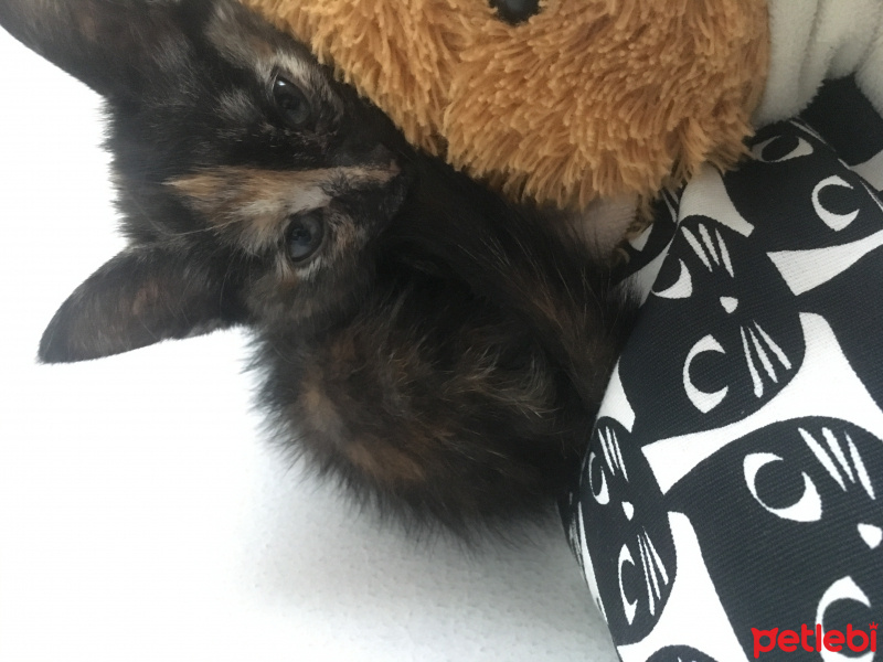 Tekir Kedi, Kedi  Leia fotoğrafı
