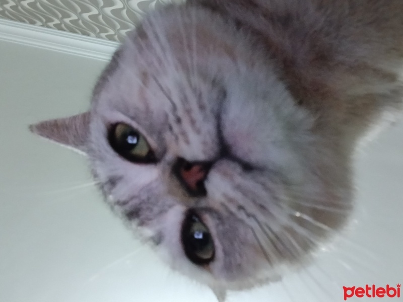 British Shorthair, Kedi  Bıdılık fotoğrafı