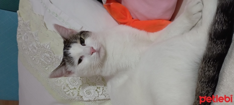 Tekir Kedi, Kedi  Lina fotoğrafı