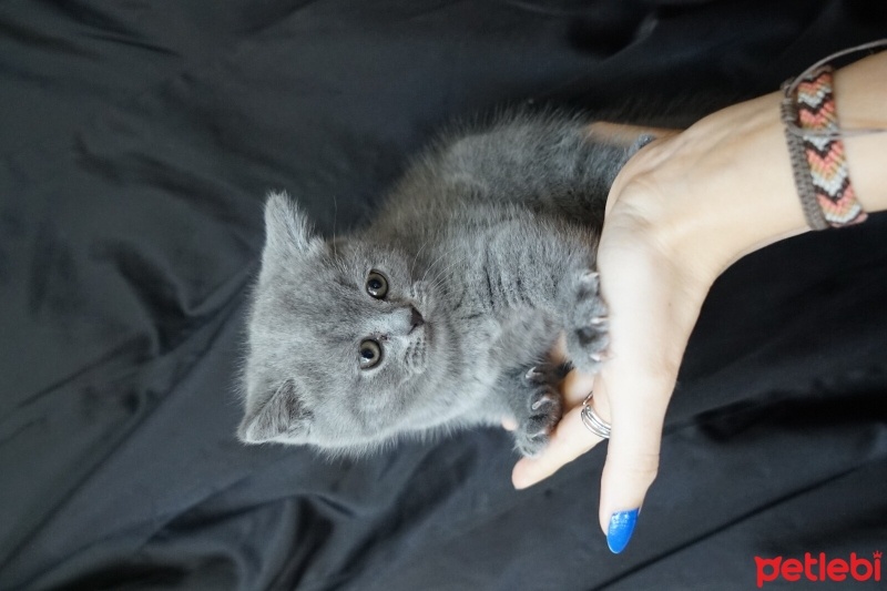 British Shorthair, Kedi  Ponçik fotoğrafı