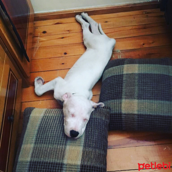 Dogo Arjantin, Köpek  Diva fotoğrafı