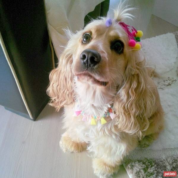 Amerikan Cocker Spaniel, Köpek  kıtmir ( @pnrfrht1978) fotoğrafı