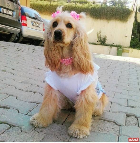 Amerikan Cocker Spaniel, Köpek  kıtmir ( @pnrfrht1978) fotoğrafı