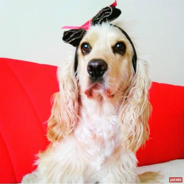 Amerikan Cocker Spaniel, Köpek  kıtmir ( @pnrfrht1978) fotoğrafı