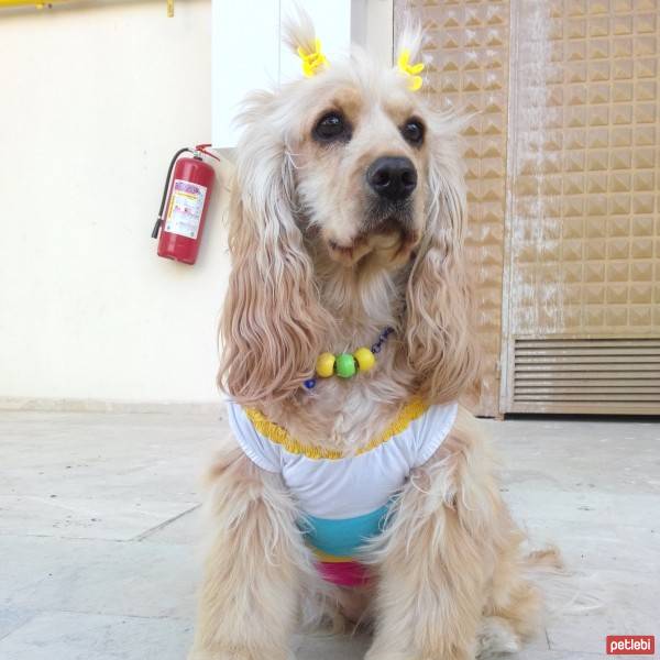 Amerikan Cocker Spaniel, Köpek  kıtmir ( @pnrfrht1978) fotoğrafı