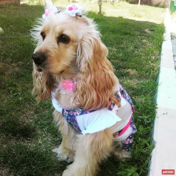 Amerikan Cocker Spaniel, Köpek  kıtmir ( @pnrfrht1978) fotoğrafı