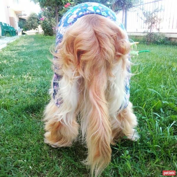 Amerikan Cocker Spaniel, Köpek  kıtmir ( @pnrfrht1978) fotoğrafı