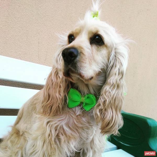 Amerikan Cocker Spaniel, Köpek  kıtmir ( @pnrfrht1978) fotoğrafı