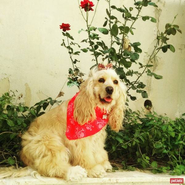 Amerikan Cocker Spaniel, Köpek  kıtmir ( @pnrfrht1978) fotoğrafı