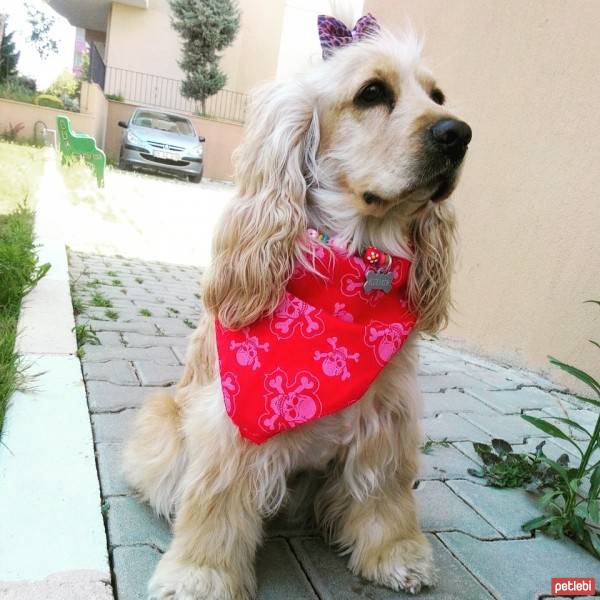 Amerikan Cocker Spaniel, Köpek  kıtmir ( @pnrfrht1978) fotoğrafı