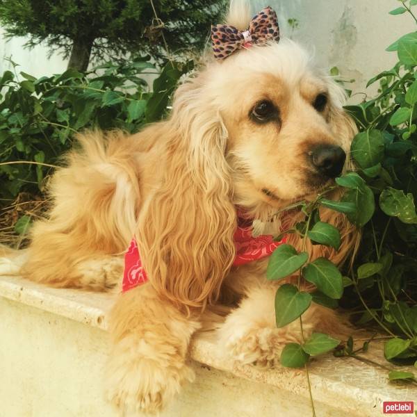 Amerikan Cocker Spaniel, Köpek  kıtmir ( @pnrfrht1978) fotoğrafı