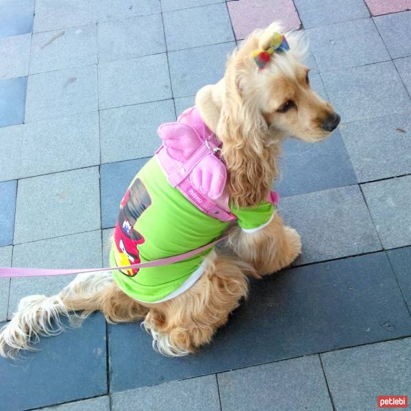 Amerikan Cocker Spaniel, Köpek  kıtmir ( @pnrfrht1978) fotoğrafı