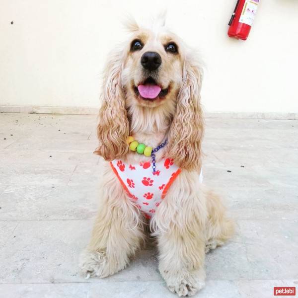 Amerikan Cocker Spaniel, Köpek  kıtmir ( @pnrfrht1978) fotoğrafı