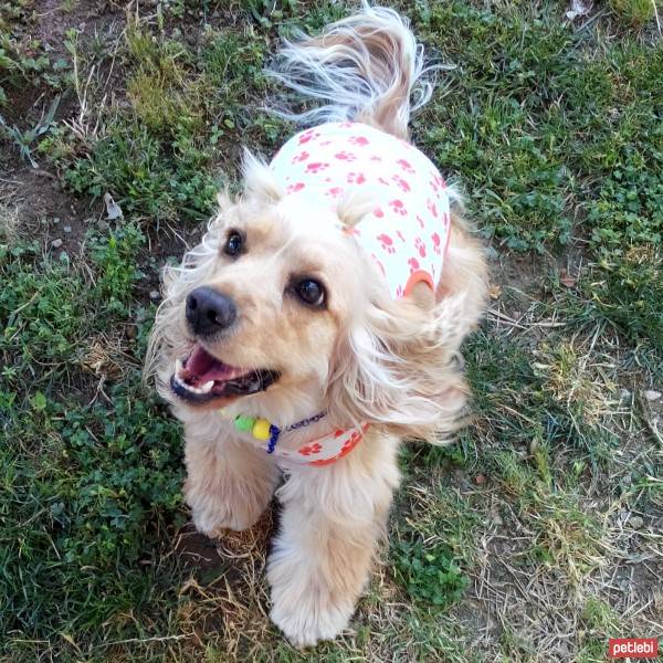 Amerikan Cocker Spaniel, Köpek  kıtmir ( @pnrfrht1978) fotoğrafı