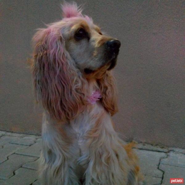 Amerikan Cocker Spaniel, Köpek  kıtmir ( @pnrfrht1978) fotoğrafı