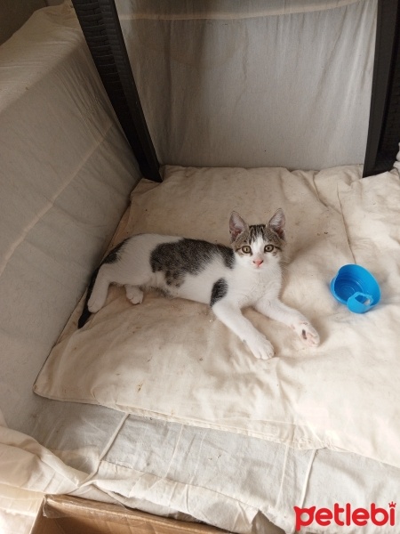 Tekir Kedi, Kedi  Minik fotoğrafı