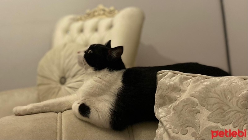 Tekir Kedi, Kedi  Miyu fotoğrafı