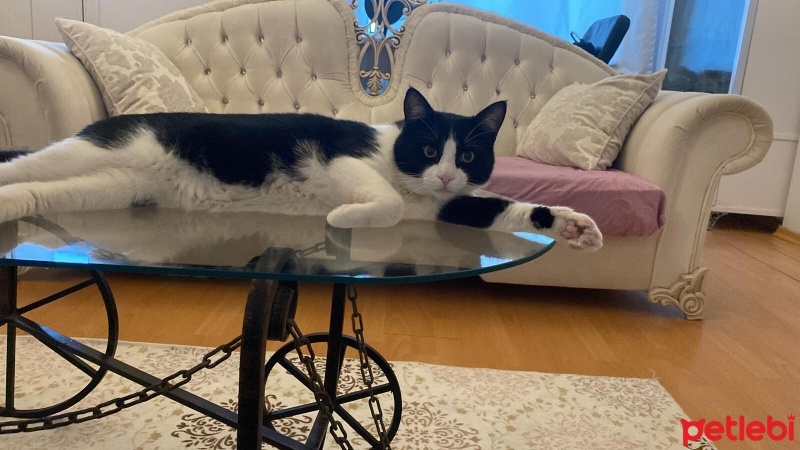 Tekir Kedi, Kedi  Miyu fotoğrafı