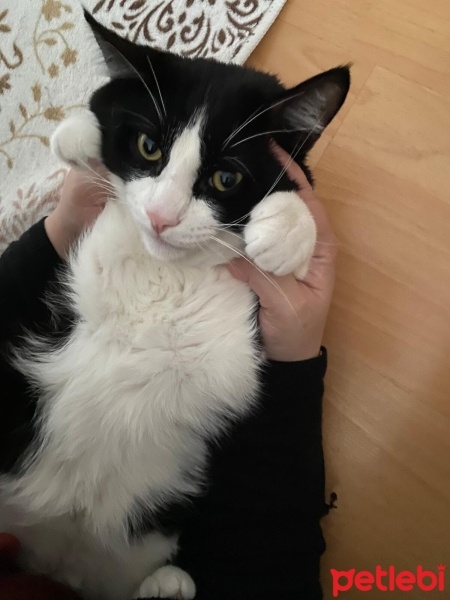 Tekir Kedi, Kedi  Miyu fotoğrafı