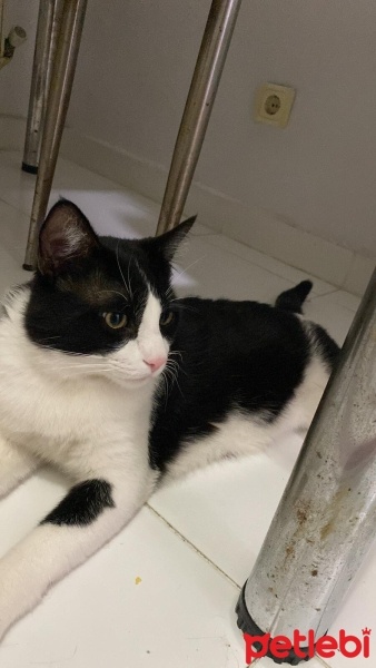 Tekir Kedi, Kedi  Miyu fotoğrafı