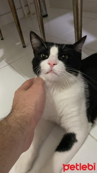 Tekir Kedi, Kedi  Miyu fotoğrafı