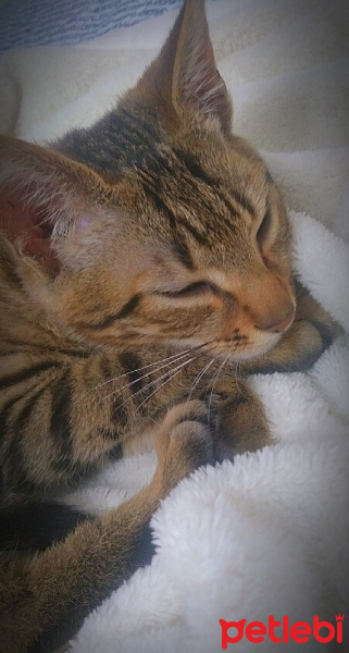 Tekir Kedi, Kedi  Boncuk fotoğrafı