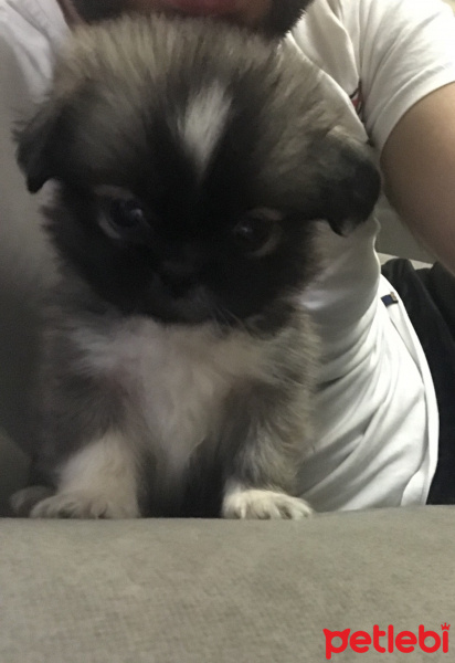 Pekingese, Köpek  Henüz yavru fotoğrafı