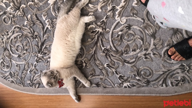 Scottish Fold, Kedi  Kaymaklı lokum fotoğrafı