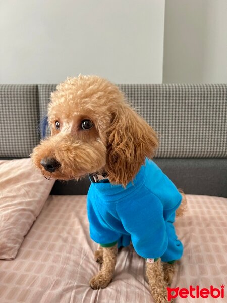 Poodle(Standart Kaniş), Köpek  Alex fotoğrafı