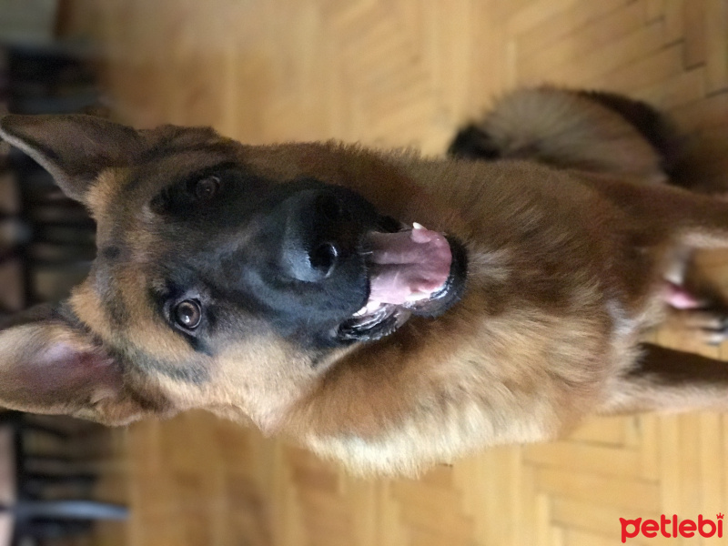 Alman Çoban Köpeği, Köpek  Oscar fotoğrafı