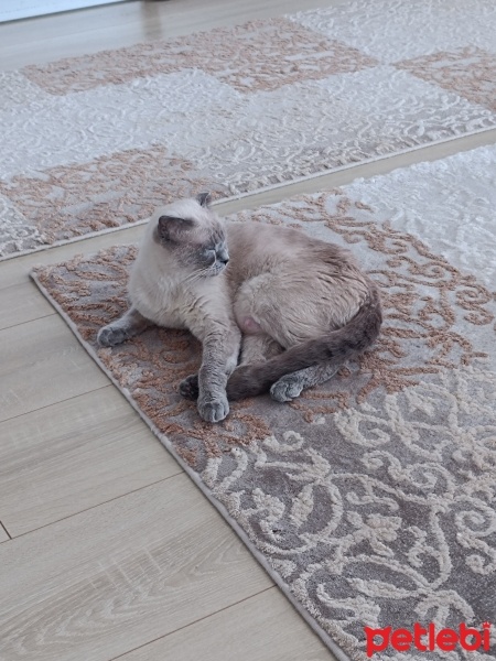 Siyam Kedisi, Kedi  Boncuk Lokum fotoğrafı
