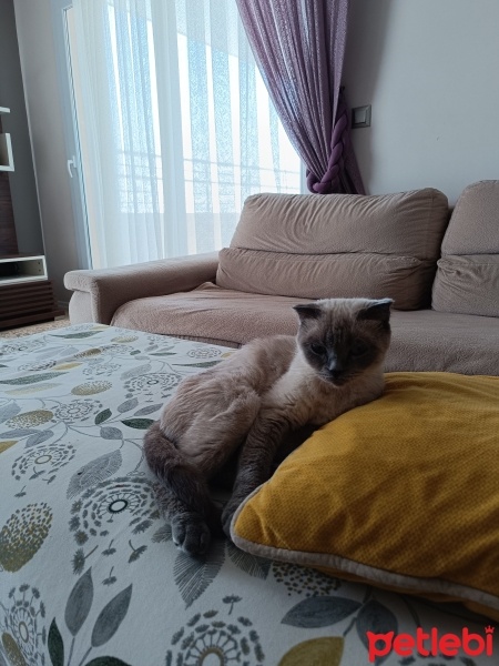 Siyam Kedisi, Kedi  Boncuk Lokum fotoğrafı
