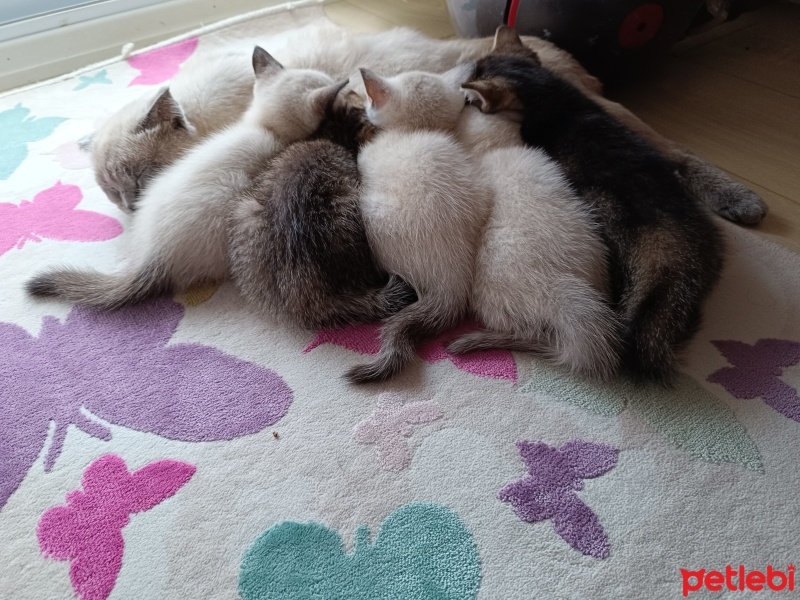Siyam Kedisi, Kedi  Boncuk Lokum fotoğrafı
