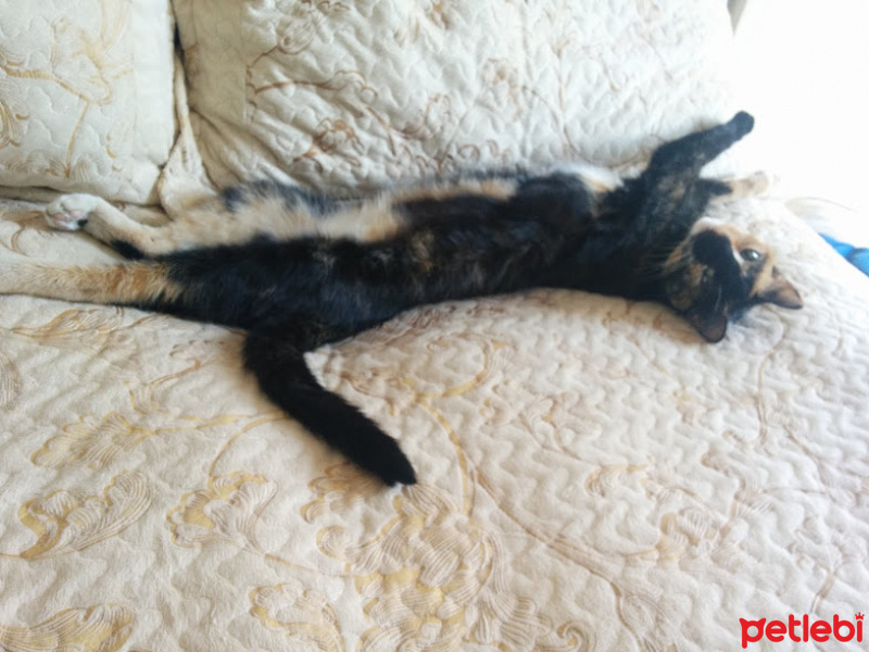 Tekir Kedi, Kedi  paspas fotoğrafı