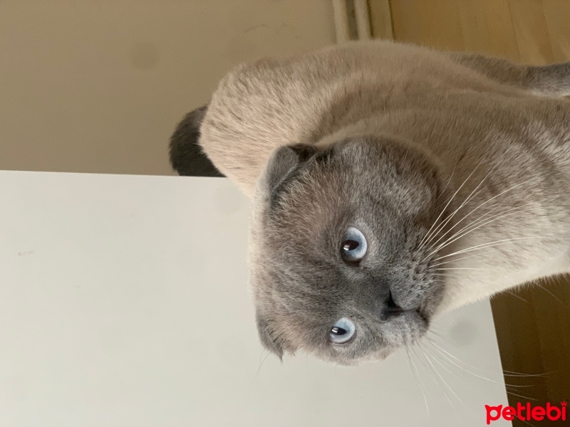 Scottish Fold, Kedi  Tom fotoğrafı